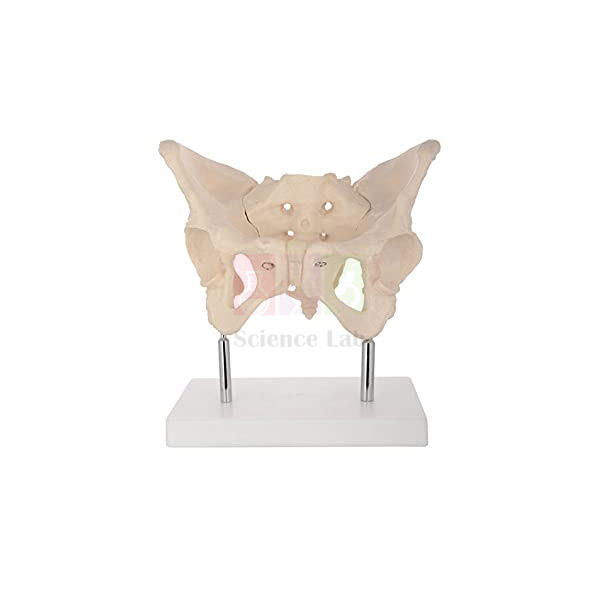 Human Adult Female Pelvis Structural Model